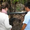 Tapir au Belize Zoo, un des quatre emblèmes nationaux du Belize