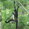 Singe hurleur