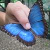 Papillon Blue Morpho